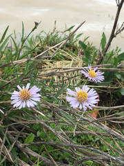 Erigeron foliosus