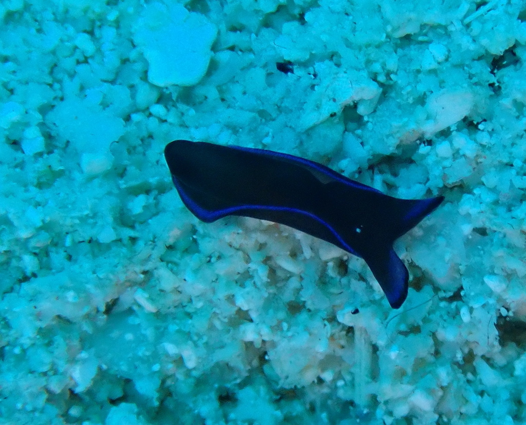 Gardiner's Headshield Slug