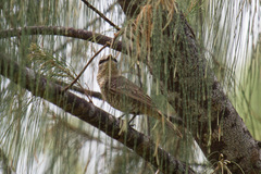 Edolisoma tenuirostre monacha