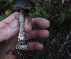 Amanita nigrescens