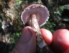 Amanita nigrescens