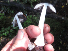 Amanita nigrescens