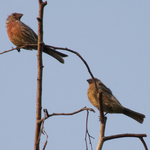 House Finch observed by ben142