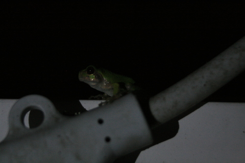Gray Treefrog observed by mendicant_bias
