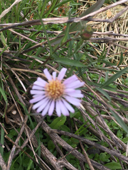 Erigeron foliosus