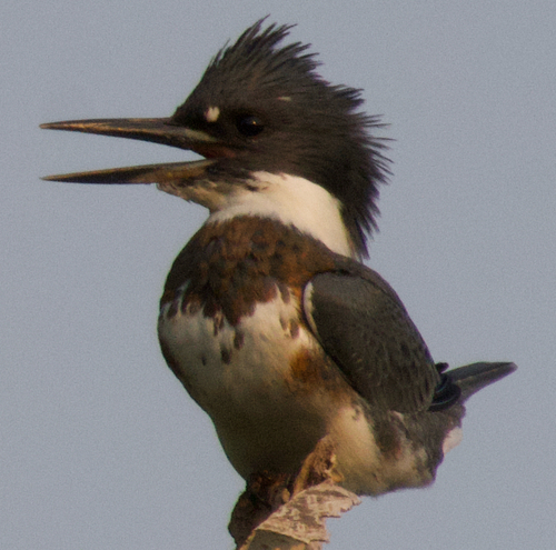 Belted Kingfisher observed by ben142