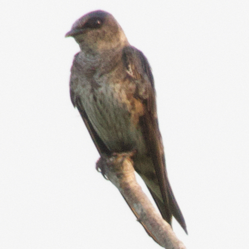 Purple Martin observed by ben142