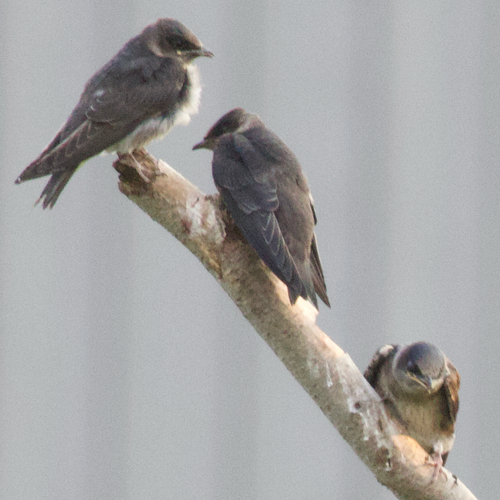 Purple Martin observed by ben142
