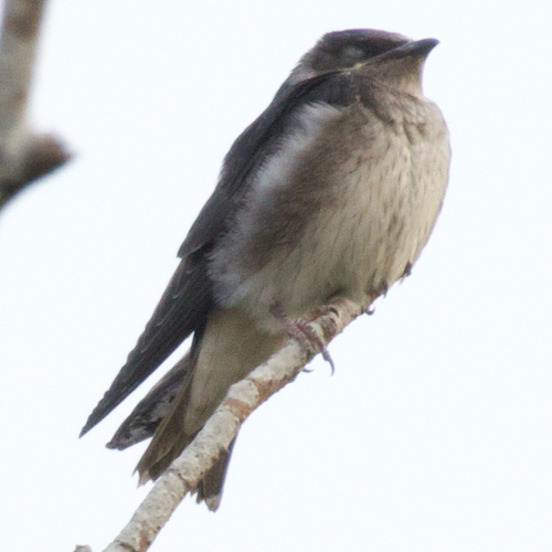 Purple Martin observed by ben142