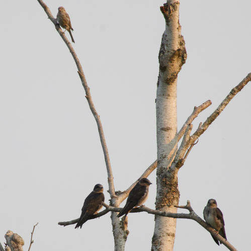 Purple Martin observed by ben142