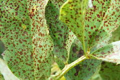 Botrytis fabae