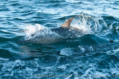 Delphinus