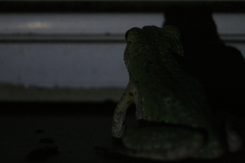 Gray Treefrog observed by mendicant_bias