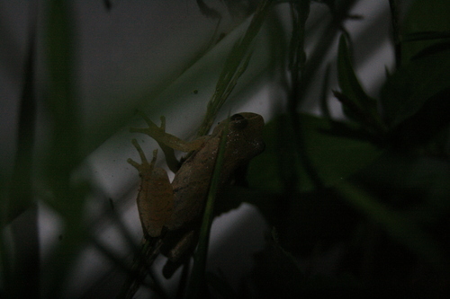 Spring Peeper observed by mendicant_bias