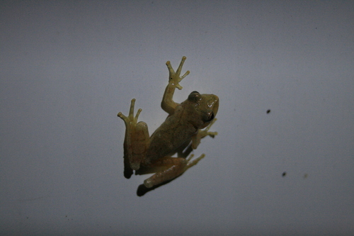 Spring Peeper observed by mendicant_bias