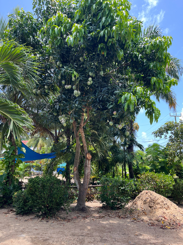 Indian mango