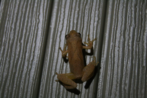 Spring Peeper observed by mendicant_bias