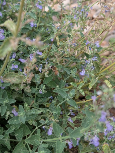 Foto von Westliche Honigbiene