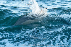 Delphinus