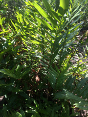 Acrostichum danaeifolium