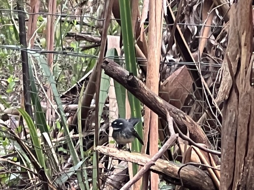 Grey Fantail