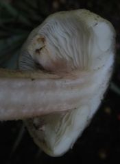Armillaria limonea