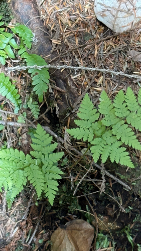 spreading wood fern