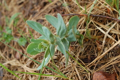 Hylotelephium maximum