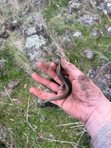 Robust Ctenotus