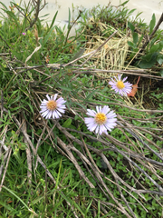 Erigeron foliosus