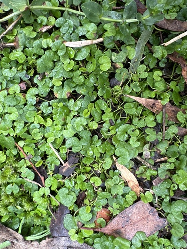 kidney weed