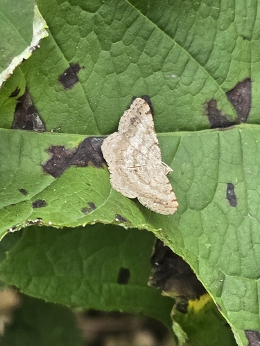 Faint-spotted Angle