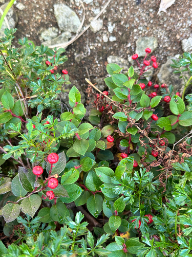 Gaultheria adenothrix observed 2026-08-07