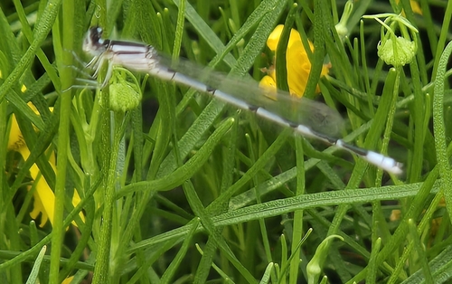 Familiar Bluet