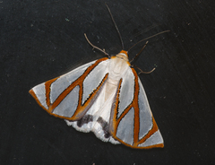 Thalaina angulosa