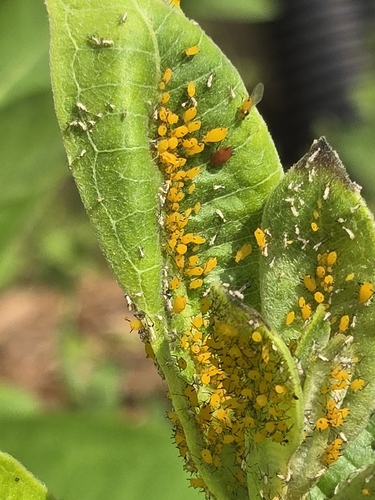 Oleander Aphid