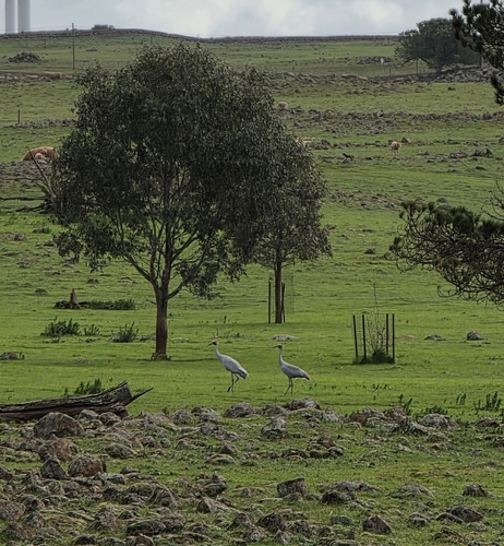 Brolga