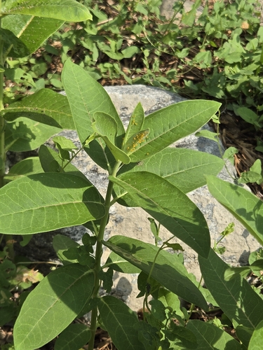 common milkweed