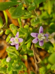 Lycium brevipes