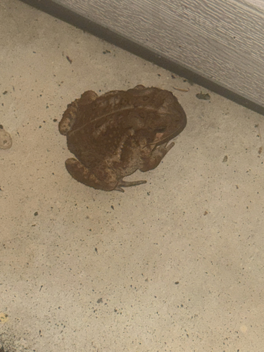 American Toad observed by lawrence29076