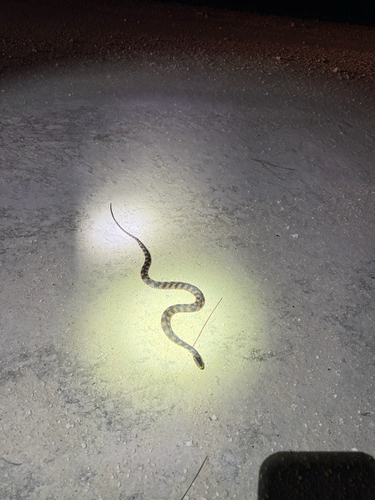 Banded Watersnake observed by owlex