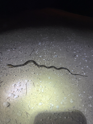 Banded Watersnake observed by owlex