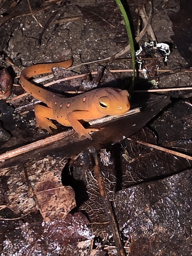 Tritón oriental observed by lizardbreath_