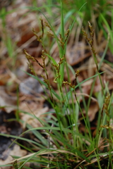 Carex digitata