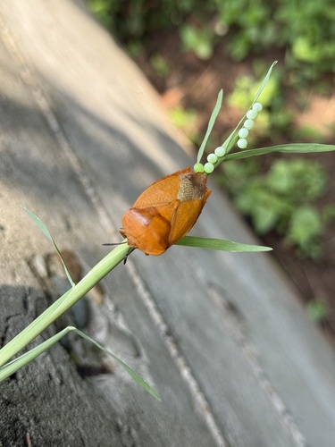 Lychee Stink Bug