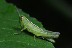 Acrididae