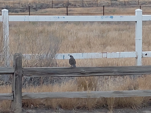 California Quail observed by tanyahales