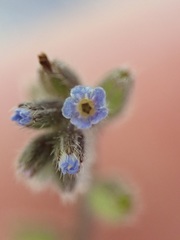 Myosotis ramosissima