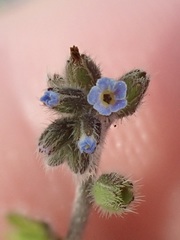 Myosotis ramosissima