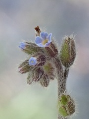 Myosotis ramosissima